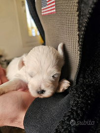 Cuccioli maltesi maschi