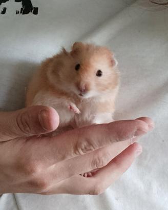 Criceti Europei D'angora
