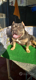 Stallone American bully