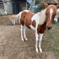 Cavalla