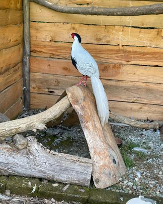 Fagiani argentati (coppia)