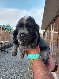 Cuccioli di Cocker Spaniel Inglese