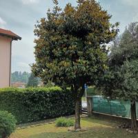 Pianta Magnolia