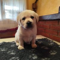 Disponibile ultimo cucciolo labrador giallo