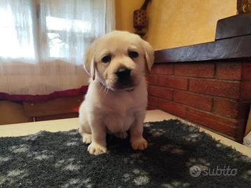 Disponibile ultimo cucciolo labrador giallo