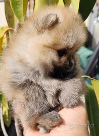 Spitz Pomerania nano