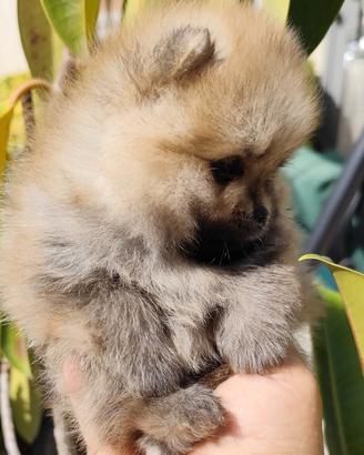 Spitz Pomerania nano