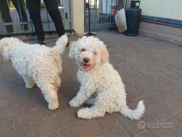 Cuccioli di lagotto romagnolo