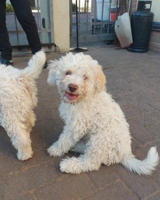 Cuccioli di lagotto romagnolo