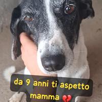 LALLA 9 ANNI taglia media