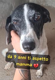 LALLA 9 ANNI taglia media