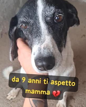 LALLA 9 ANNI taglia media