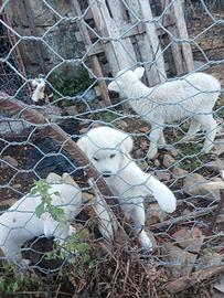 Cuccioli maremmano abruzzese