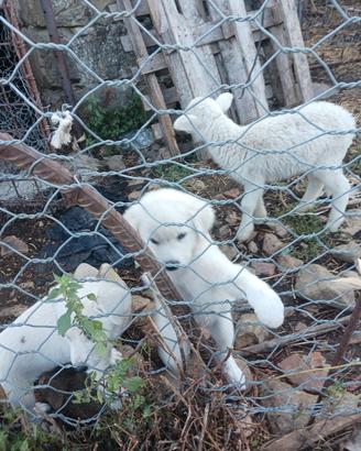 Cuccioli maremmano abruzzese