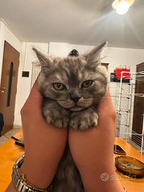 Gatto scottish