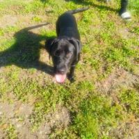 Cuccolo Labrador 11 mesi