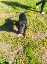 Cuccolo Labrador 11 mesi