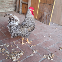 Gallo Legbar Sparviero