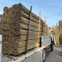 Stuoie in canne lavorazione pagliarelle