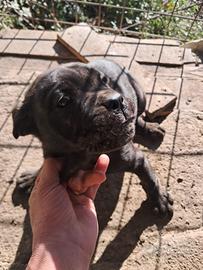 Cucciolo Cane corso