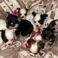 Chihuahua disponibili