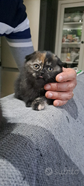 Cuccioli Scottish Fold o British Shortair