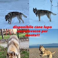 Per monta lupo cecoslovacco maschio senza pedigree