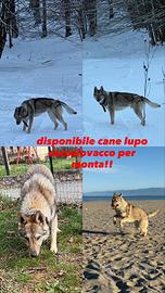 Per monta lupo cecoslovacco maschio senza pedigree