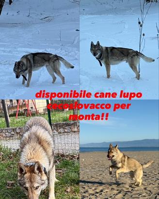 Per monta lupo cecoslovacco maschio senza pedigree