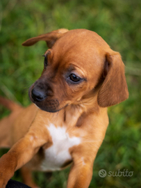 Cucciolo maschio tre mesi Color caramello