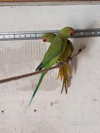 Parrocchetti dal Collare