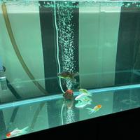 Ultimo prezzo. Acquario 300  litri + mobile