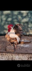 Galline