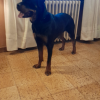 Femmina rottweiler