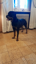 Femmina rottweiler