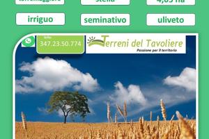 4 ettari, torremaggiore, località stella