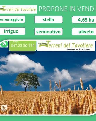 4 ettari, torremaggiore, località stella