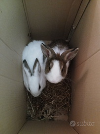 Coniglio nano femmina