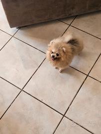 Stupenda spitz di pomeranian