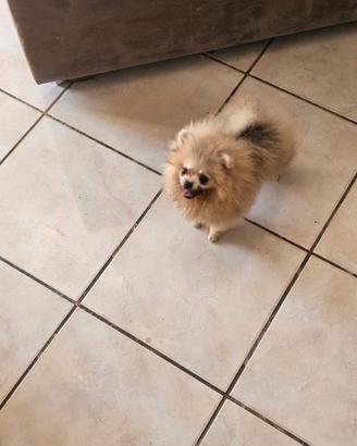 Stupenda spitz di pomeranian