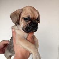 Bulldog francese blu fawn