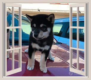 Shiba inu pedigree Enci