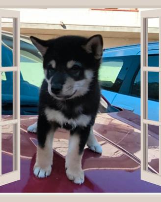 Shiba inu pedigree Enci