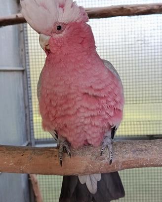 Coppia cacatua
