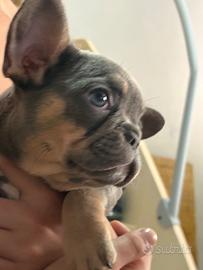 Bulldog francese esotica