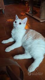 Cucciolo selkirk rex con pedigree
