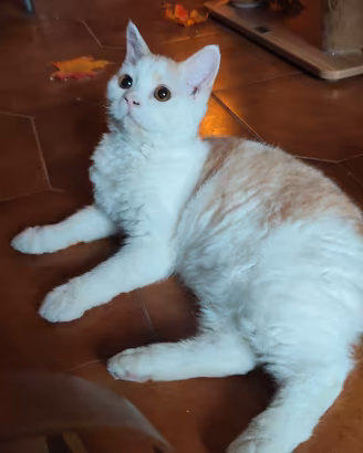 Cucciolo selkirk rex con pedigree