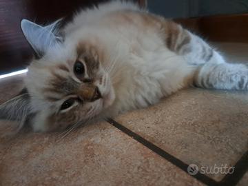 Gattini Ragdoll disponibili