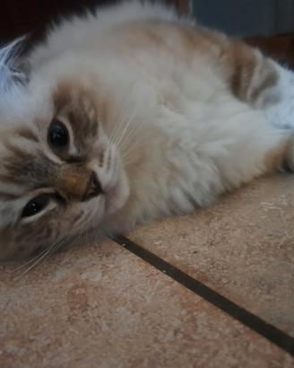 Gattini Ragdoll disponibili