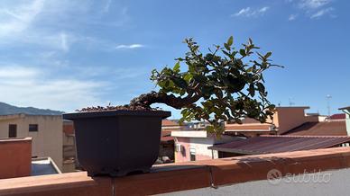 Bonsai quercia leccio